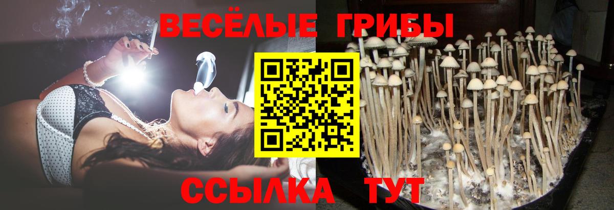 Галлюциногенные грибы Cubensis  Вход с VPN  наркошоп  Заречный 